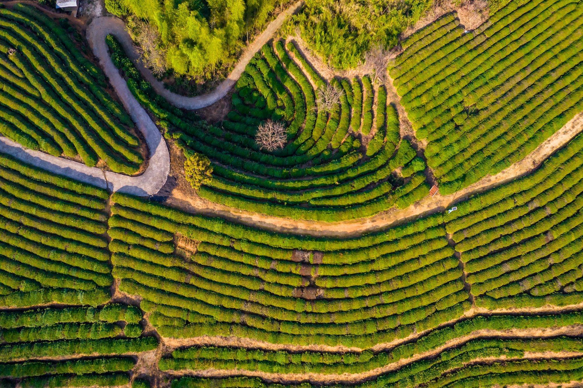 Xieyuda-Tea-plantation